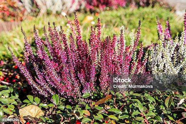 Colorful Blooming Heather In Autumn Garden Stock Photo - Download Image Now - Autumn, Backgrounds, Botany