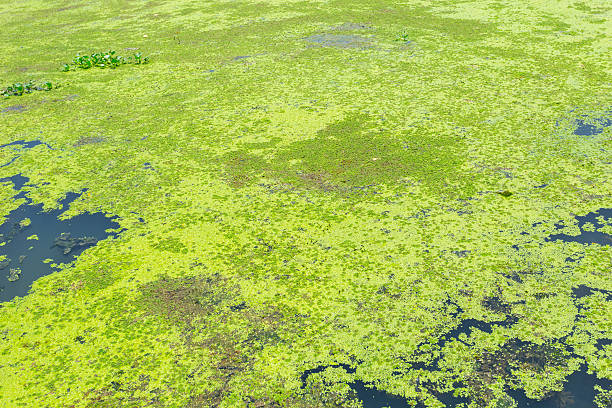 istock moss cover the river, water lettuec (Pistia stratiotes L.) 613686656