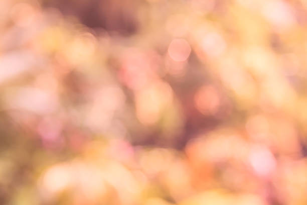 istock Orange and pink bokeh background, abstract colorful defocused circular 613687106