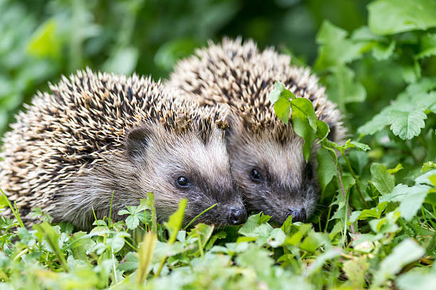 Pair of little hedgehogs outdoors Pair of little hedgehogs are feeding on fresh green grass. hedgehog stock pictures, royalty-free photos & images