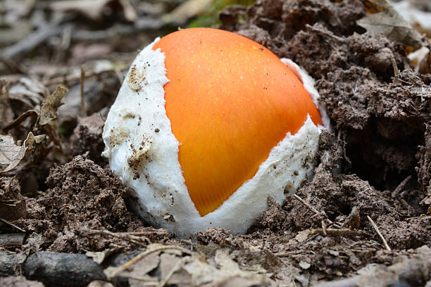 Very young Caesar's mushroom Very young specimen of Amanita caesarea or Ceasar's mushroom, or Royal amanita, undeveloped, similar to boiled egg, close up view amanita caesarea stock pictures, royalty-free photos & images