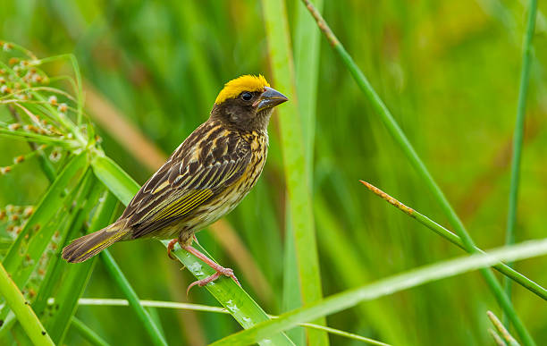 istock Streaked Weaver(Ploceus manyar Ploceidae) 613688088