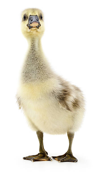 istock Little gosling isolated. 613688728