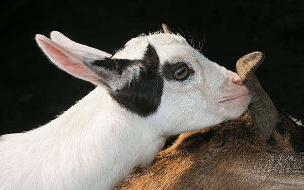 istock Baby nigerian dwarf goat 613689400
