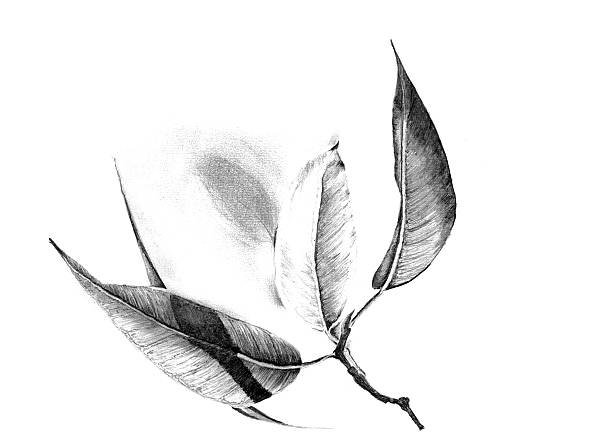 Macro photo of a leaf skeleton in black and white, with a white background.