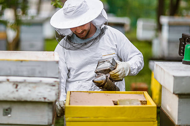 istock Beekeeping as a way of life 613691164
