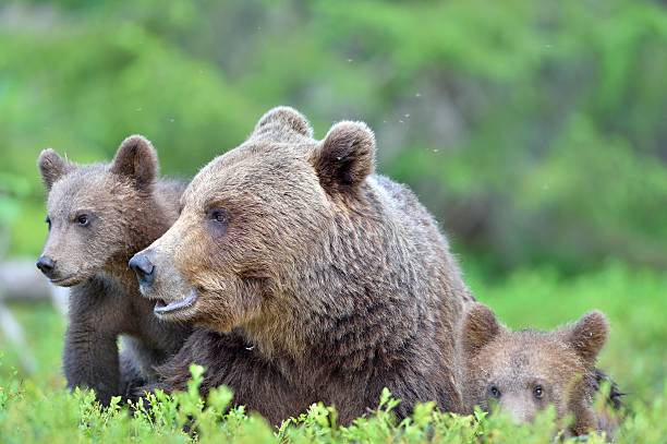 istock Bear cubs and mother she-bear 613691396