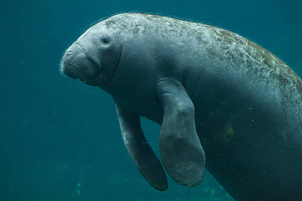 Antillean manatee (Trichechus manatus manatus). Antillean manatee (Trichechus manatus manatus). Wildlife animal. Antilles stock pictures, royalty-free photos & images