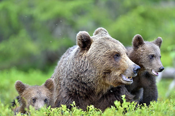 istock Bear cubs and mother she-bear 613691804
