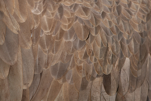 Cinereous vulture (Aegypius monachus), also known as the black vulture or monk vulture. Plumage texture.