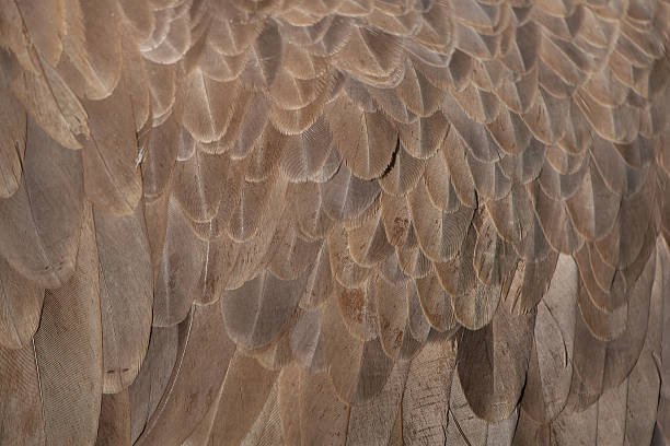 Cinereous vulture (Aegypius monachus). Plumage texture Cinereous vulture (Aegypius monachus), also known as the black vulture or monk vulture. Plumage texture. american black vulture photos stock pictures, royalty-free photos & images