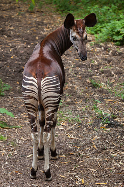 Okapi (Okapia johnstoni). Okapi (Okapia johnstoni). Wildlife animal. Okapi stock pictures, royalty-free photos & images