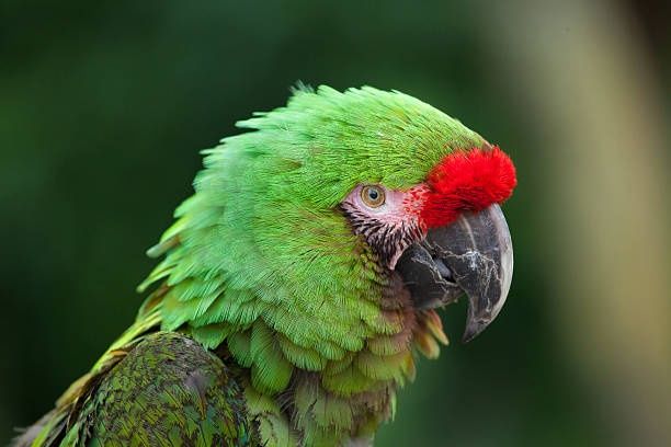 istock Bolivian military macaw (Ara militaris boliviana). 613692286
