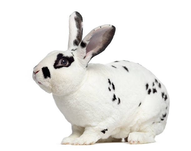 istock Side view of Checkered rabbit isolated on white 613695110