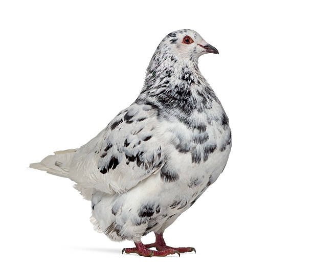 istock Side view of a Texan pigeon isolated on white 613695202