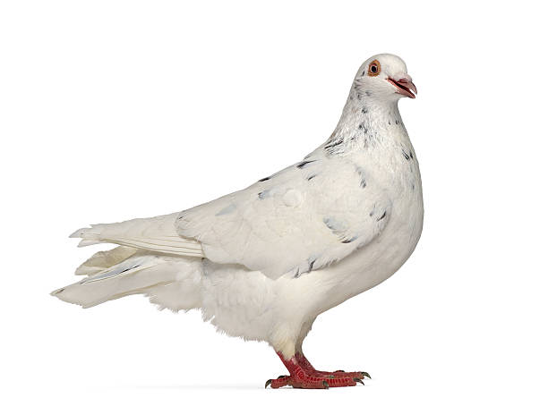 istock Side view of a Texan pigeon cooing isolated on white 613695446