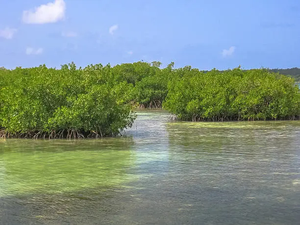 Photo of Mangrove Dominican Republic