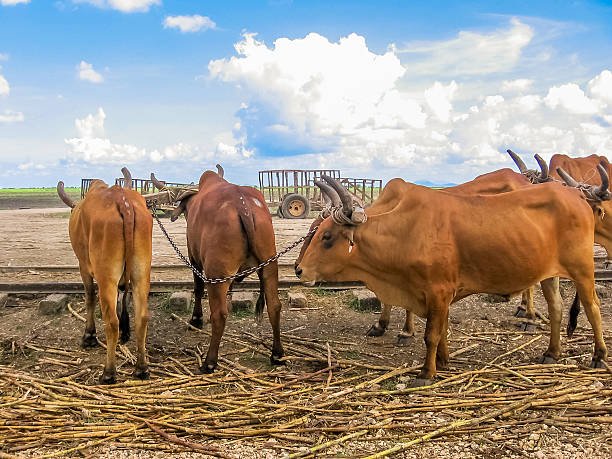 Oxes are working at sugar cane farm in the area of Bayahibe, La Romana in the Dominican Republic. Sugar cane is one of the main sources of wealth of this Caribbean country.
