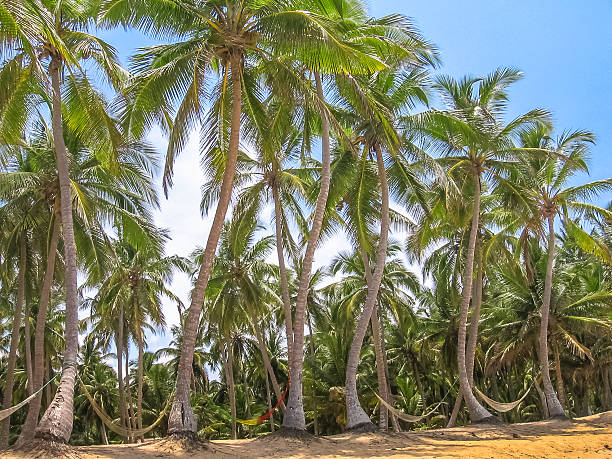 istock Palm trees in Playa Rincon 613696188