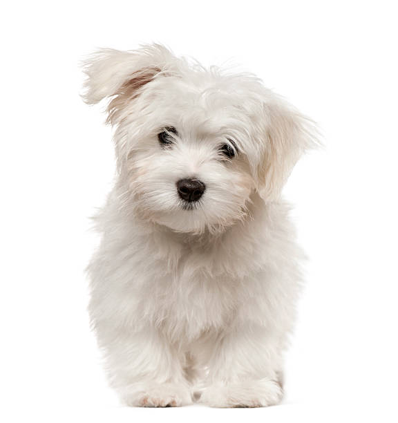 maltese puppy looking at camera, isolated on white - maltese eilanden stockfoto's en -beelden