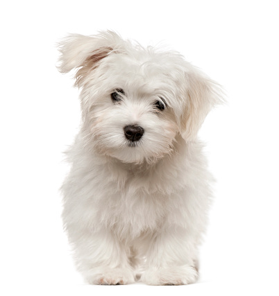 Maltese puppy looking at camera, 4 months old, isolated on white