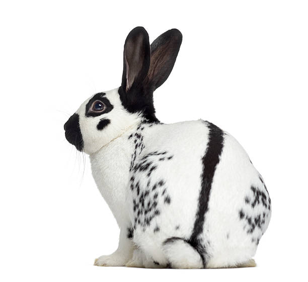 istock Side view of Checkered rabbit isolated on white 613696740