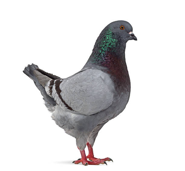 istock Side view of a King Pigeon isolated on white 613697088