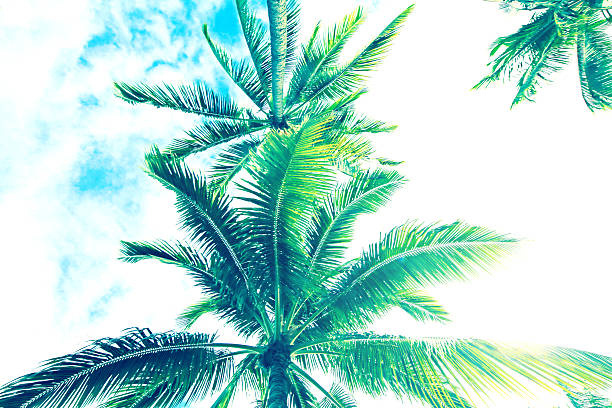 Beautiful Palm Trees.