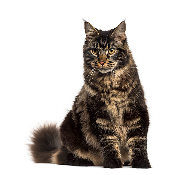 istock Maine Coon cat sitting isolated on white 613697492