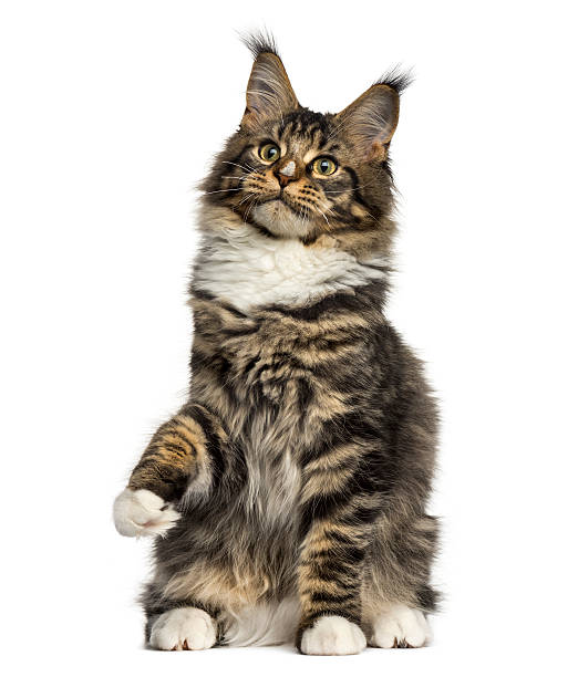 istock Maine Coon cat on hind legs isolated on white 613747608