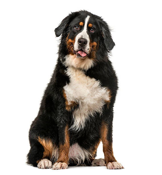 istock Wet Bernese Mountain dog panting isolated on white 613748498