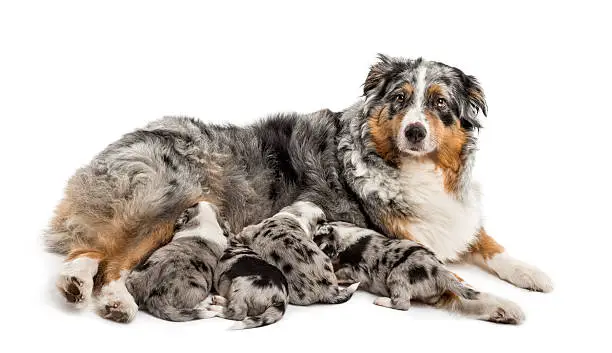 Group of 21 day old crossbreed between an australian shepherd and a border collie suckling from mother, isolated on white