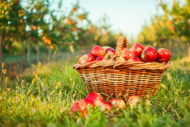 istock Organic apples in basket. 613748986