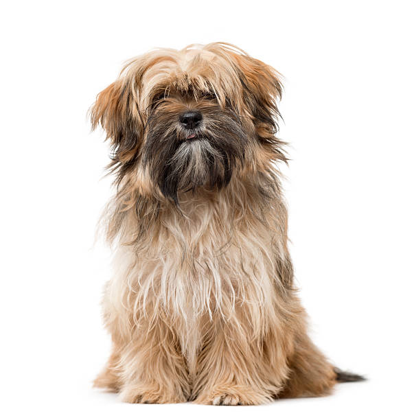 istock Shih Tzu puppy sitting and staring isolated on white 613749992