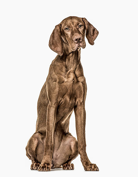 istock Vizsla puppy sitting, 6 months old, isolated on white 613750274