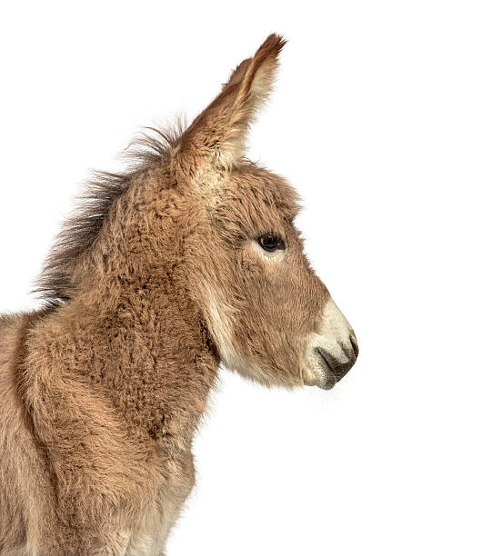 istock Provence donkey foal isolated on white 613750348