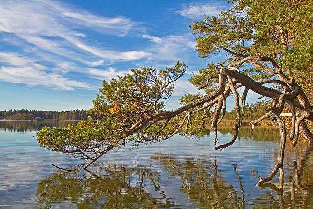 Yellowed autumn tree on large lake Ostersee