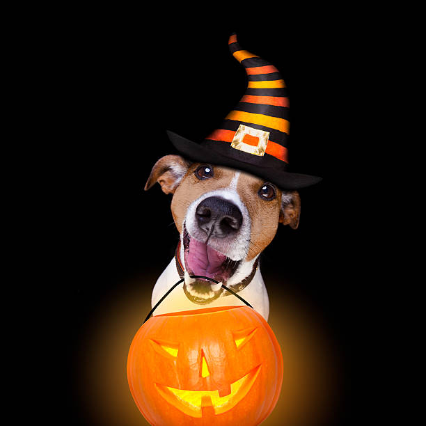 halloween pumpkin dog isolated on black jack russell terrier dog isolated on black background looking at you  with open smacking mouth holding a pumpkin lantern light for halloween trick or treat photos stock pictures, royalty-free photos & images