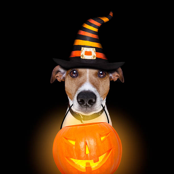istock halloween pumpkin dog isolated on black 613753372