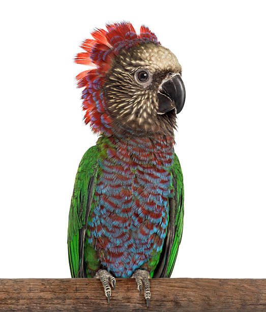 istock Perched Red-fan parrot isolated on white 613754026