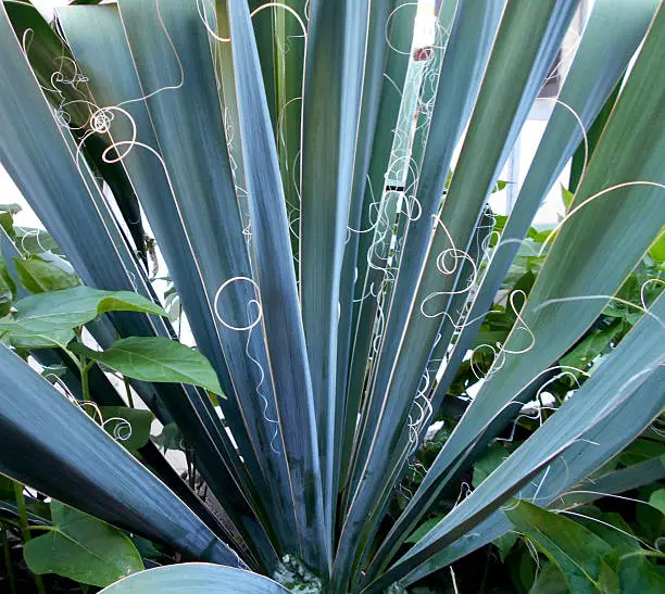 Adam's needle or silk-grass (Yucca Filamentosa)