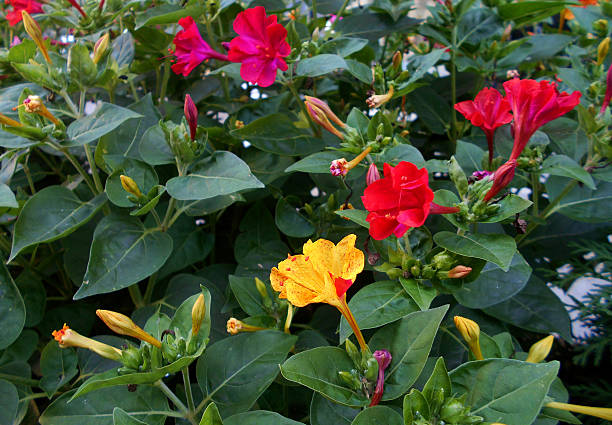 Mirabilis jalapa (Marvel of Peru, Four o'clock flower) Mirabilis jalapa (Marvel of Peru, Four o'clock flower), flowers that opens only at night mirabilis jalapa stock pictures, royalty-free photos & images
