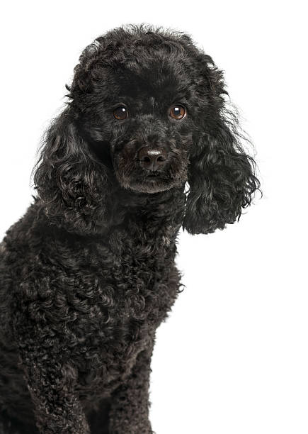 istock Close-up of Poodle looking at camera, isolated on white 613754262