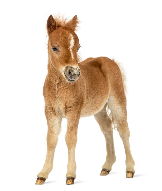 Side view of a poney, foal facing against white background Side view of a young poney, foal facing against white background foal young animal stock pictures, royalty-free photos & images