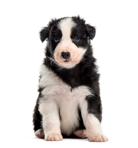 istock Front view of a crossbreed puppy sitting isolated on white 613754734