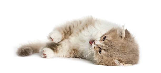 istock Highland Fold kitten lying on his side isolated on white 613754802