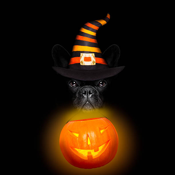 istock halloween dog on black backgroud 613755308