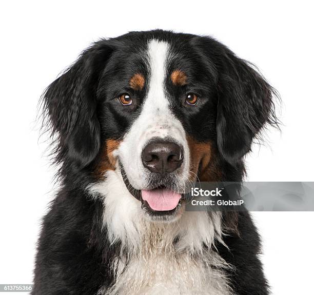 Photo libre de droit de Gros Plan De Bernese Mountain Dog Haletant Isolé Sur Blanc banque d'images et plus d'images libres de droit de Bouvier bernois