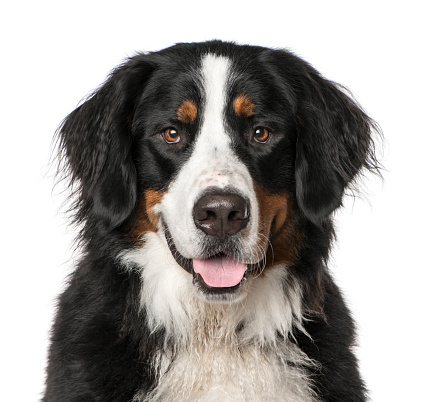 Close-up of Bernese Mountain Dog panting, 2 years old, isolated on white