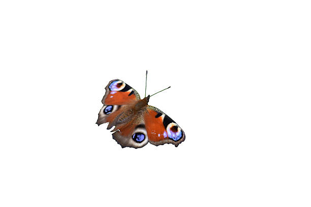 istock Peacock butterfly, Aglais io, isolated 613755910